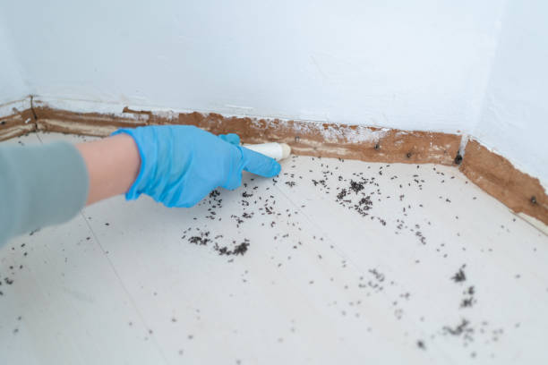 Spider Control Near Me in Cottage Grove, OR